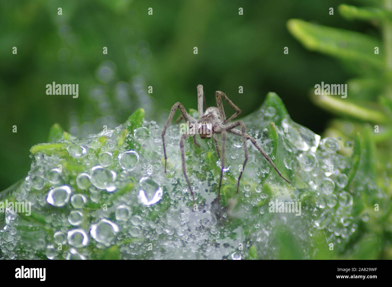 Baumschule Web Spider - pisaura Mirabillis Stockfoto
