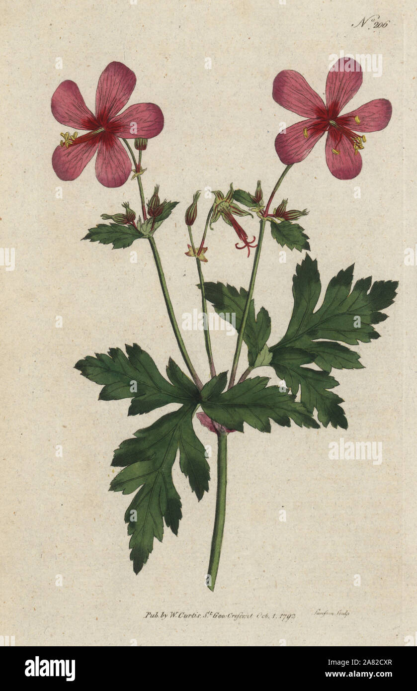 Kanaren Geranien, Geranien palmatum (Anemone-leaved Geranien, Geranien anemonefolium). Papierkörbe Kupferstich von sansom von William Curtis Botanical Magazine, London, 1793. Stockfoto