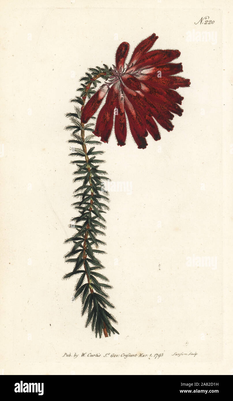 Honeywort-blühenden Heide, Erica cerinthoides. Papierkörbe Kupferstich von sansom von William Curtis Botanical Magazine, London, 1793. Stockfoto