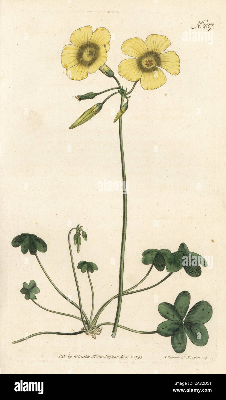 Ziegenkäse - Fuß, Sauerklee Oxalis caprina. Papierkörbe Kupferstich von sansom nach einer Illustration von Sydenham Edwards rom William Curtis Botanical Magazine, London, 1793. Stockfoto