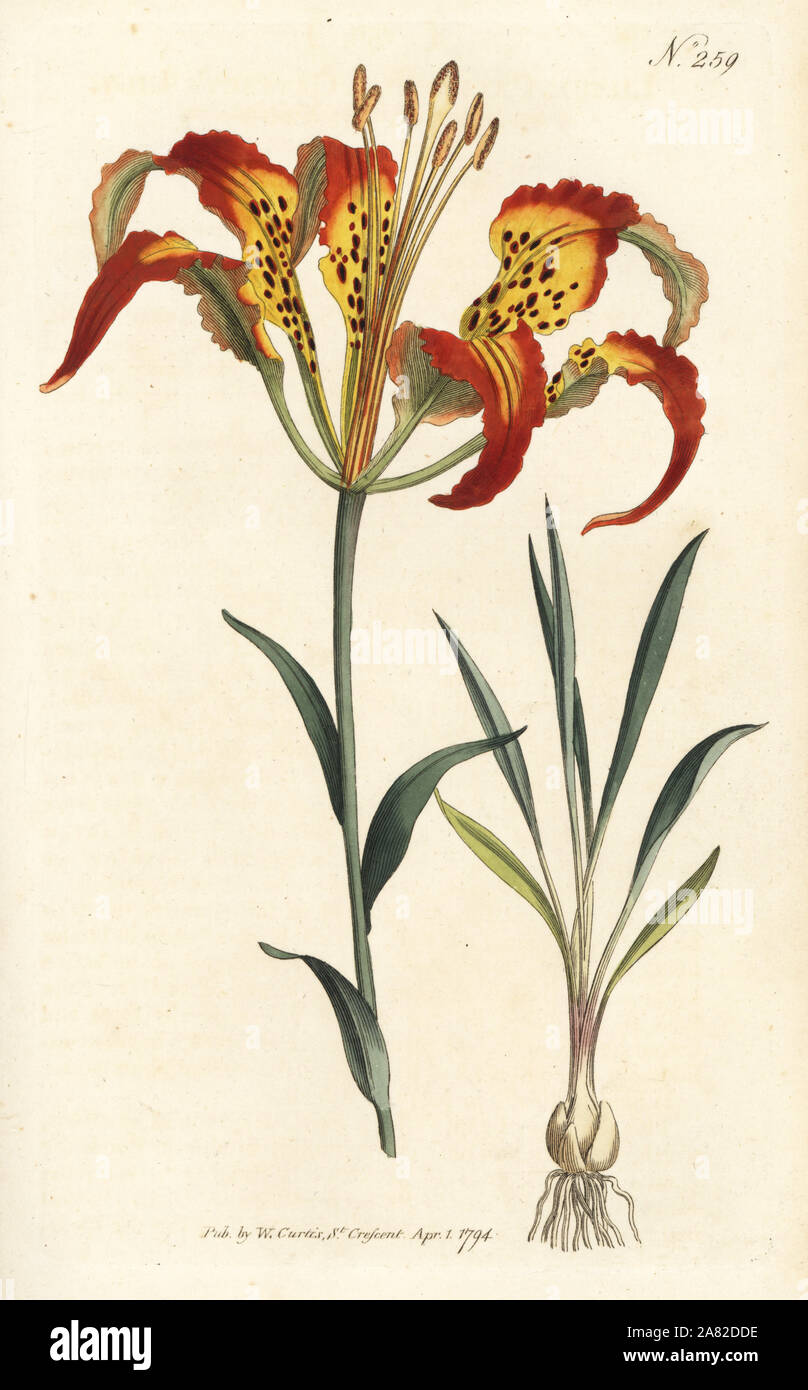 Catesby Lilys oder Tiger Lily, Lilium catesbaei. Papierkörbe Kupferstich von William Curtis Botanical Magazine, London, 1794. Stockfoto