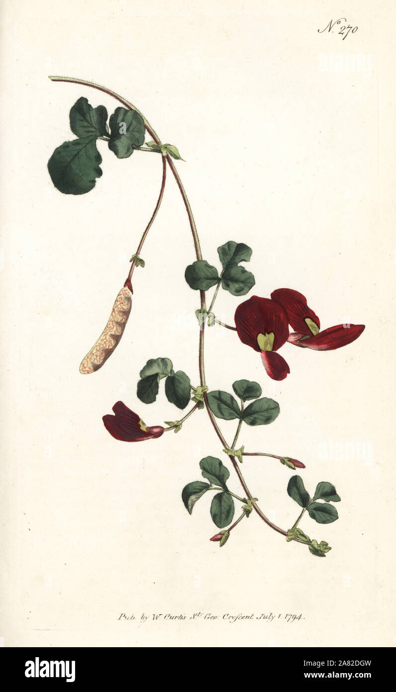 Caulinia coccinea (Scarlet Glycin, Glycin coccinea). Papierkörbe Kupferstich von William Curtis Botanical Magazine, London, 1794. Stockfoto