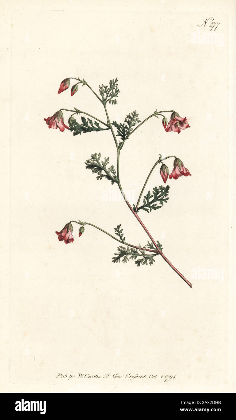 Winged mahernia, Mahernia pinnata. Papierkörbe Kupferstich von William Curtis Botanical Magazine, London, 1794. Stockfoto