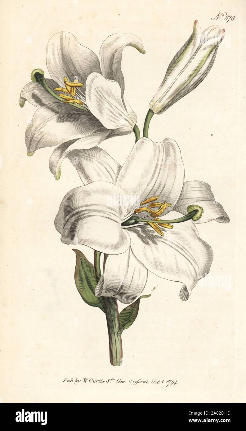 Madonnenlilie oder weiße Lilie, Lilium Candidum. Papierkörbe Kupferstich von William Curtis Botanical Magazine, London, 1794. Stockfoto