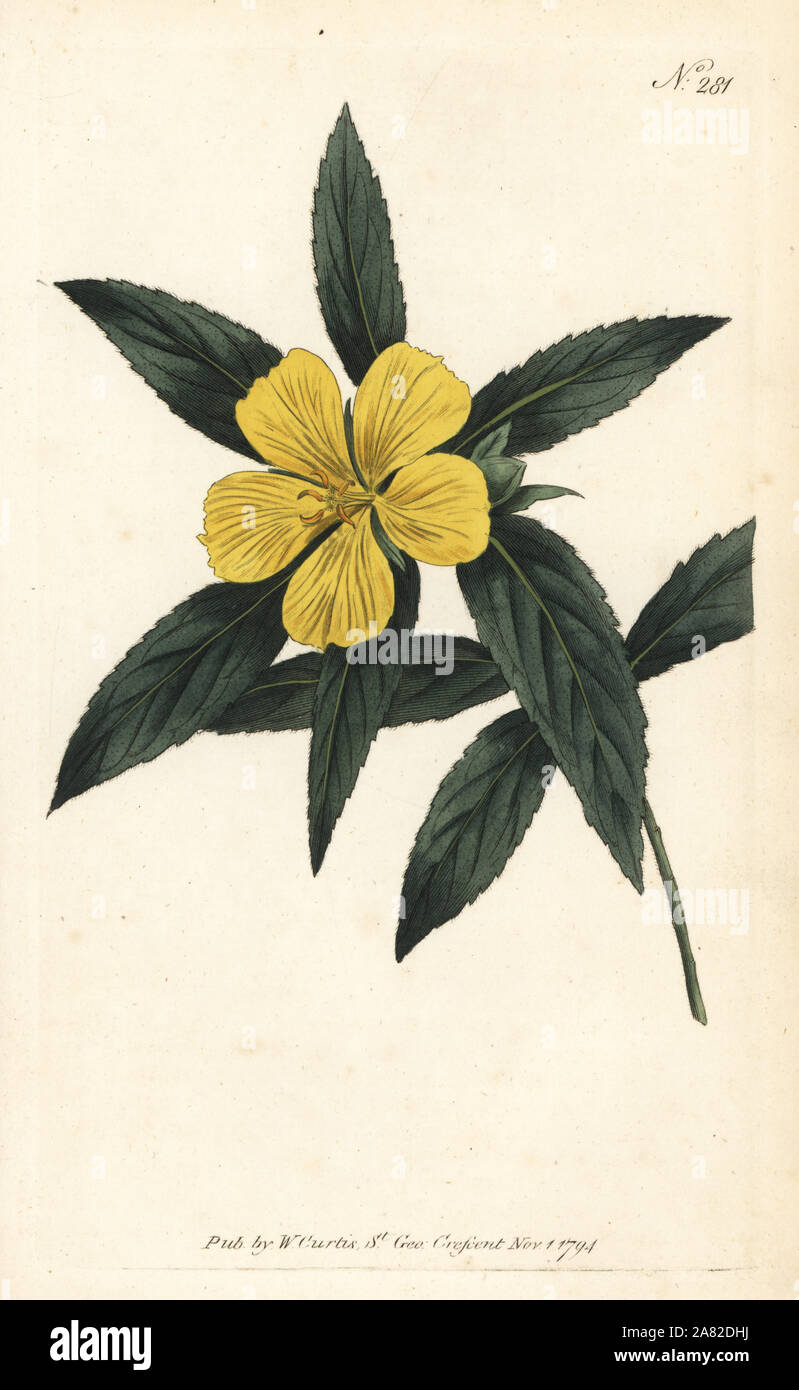 Enge - leav 'dturnera, Turnera angustifolia. Papierkörbe Kupferstich von William Curtis Botanical Magazine, London, 1794. Stockfoto