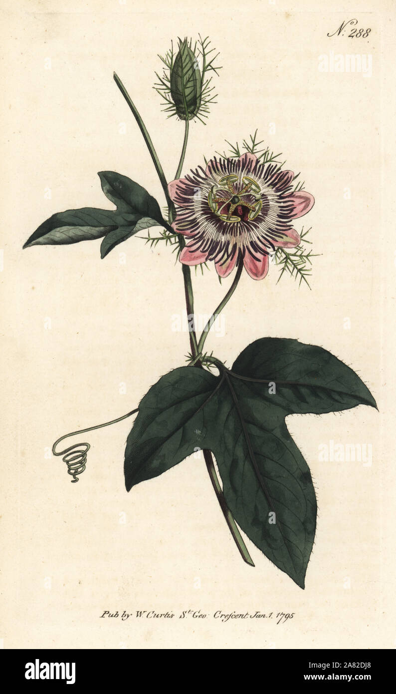 Fransen-leaved Passionsblume, Passiflora ciliata. Papierkörbe Kupferstich von William Curtis Botanical Magazine, London, 1795. Stockfoto