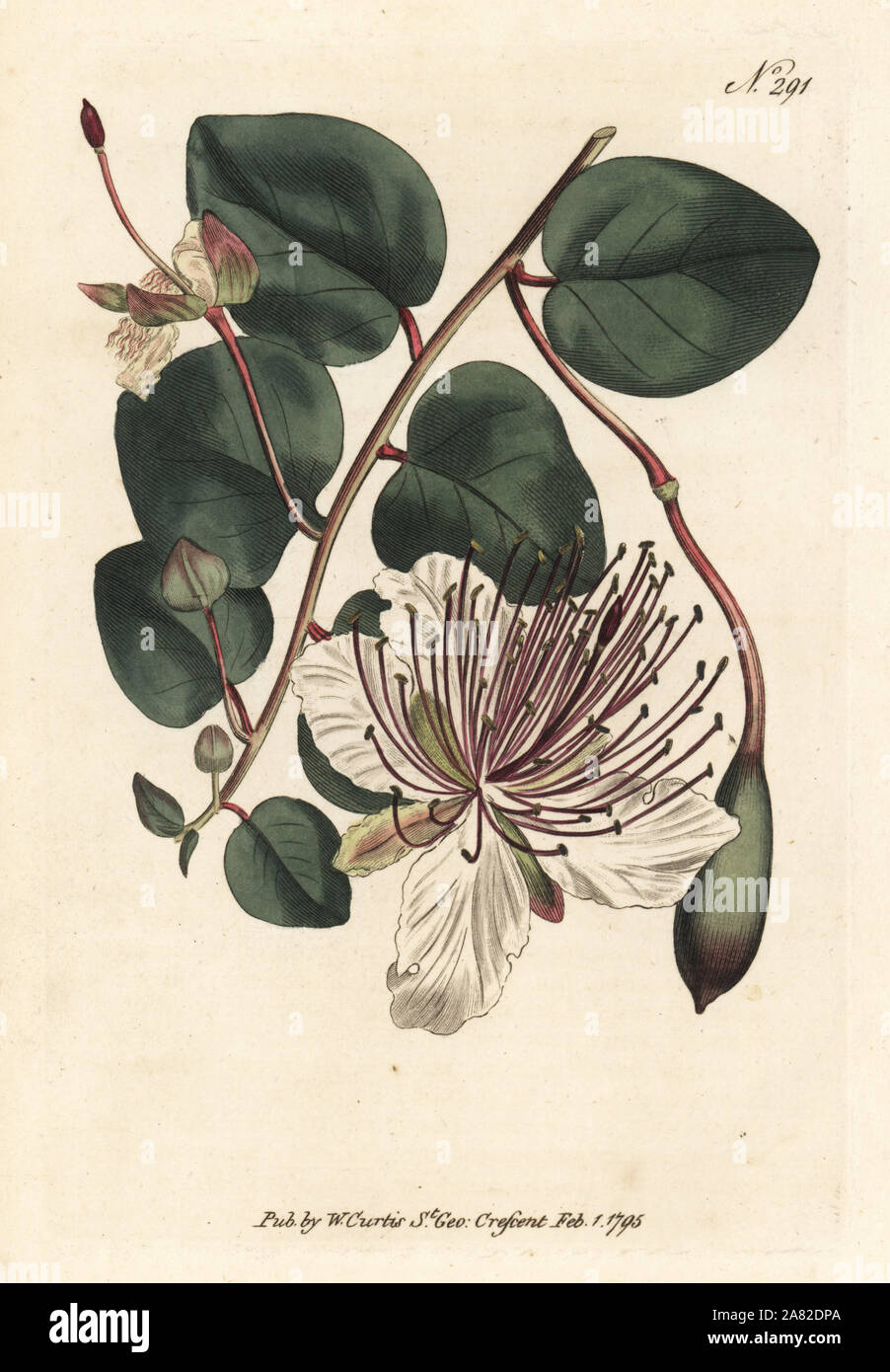 Caper Bush oder kapern Strauch, Capparis spinosa. Papierkörbe Kupferstich von William Curtis Botanical Magazine, London, 1795. Stockfoto