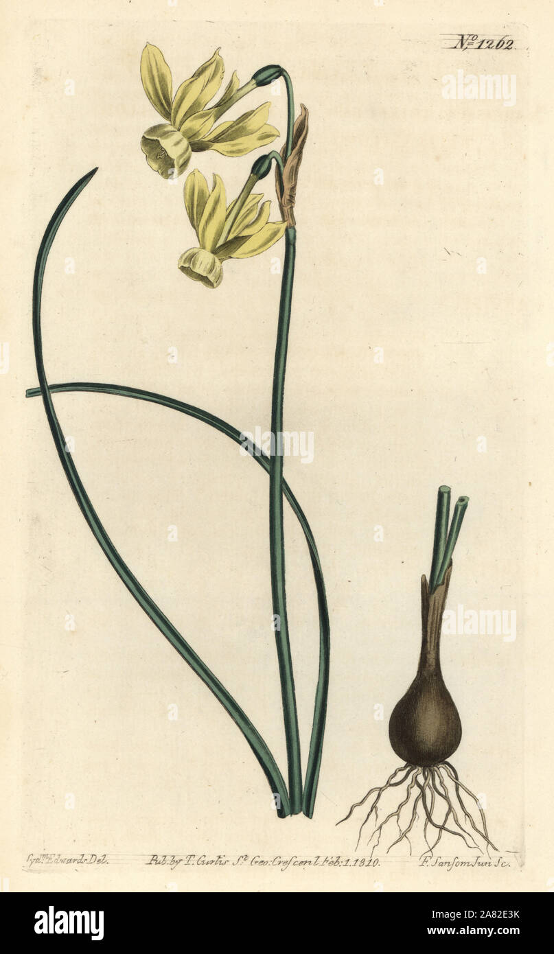 Angel's Tränen, Narcissus triandrus (Gelb reflex-blühenden Narzissen, Narcissus triandrus v. Luteus). Papierkörbe Kupferstich von F. Sansom jr. Nach einer Illustration von Sydenham Edwards von William Curtis Botanical Magazine, T. Curtis, London, 1810. Stockfoto