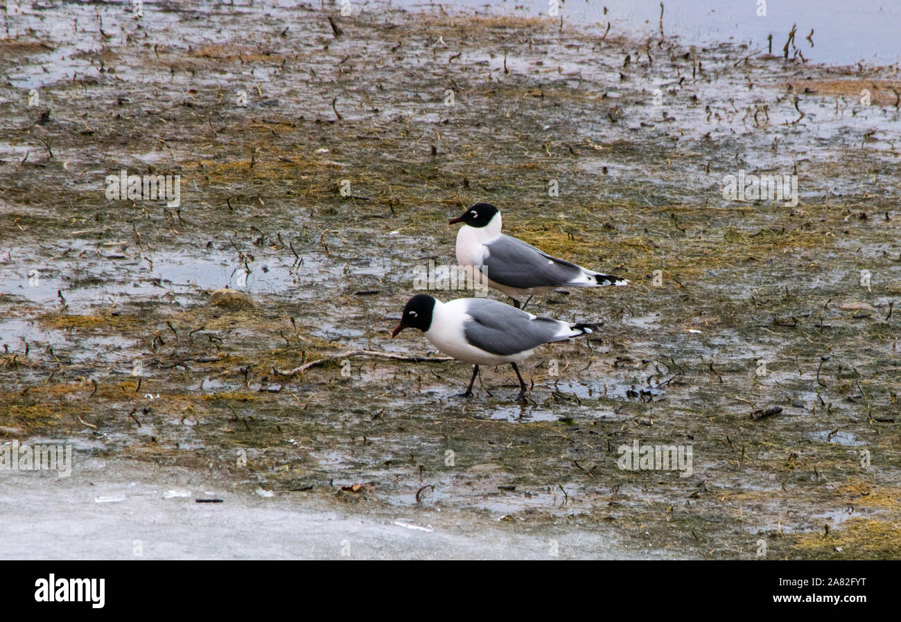 Vögel in ihrem natürlichen Lebensraum Stockfoto