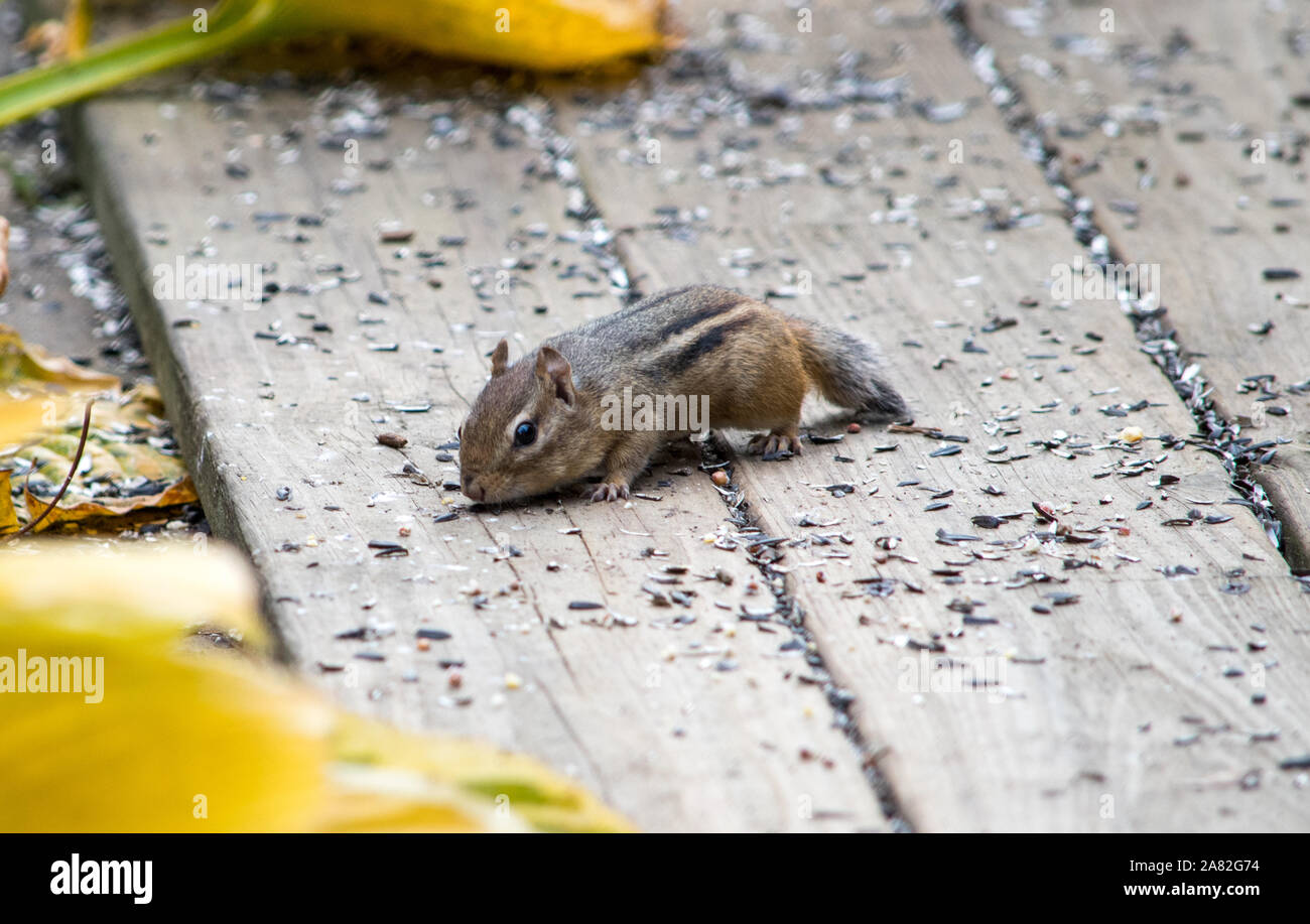 Ein niedliches, gestreifte Chipmunk sucht nach ungeöffnete Sonnenblumenkerne unter einem Bird Feeder Stockfoto