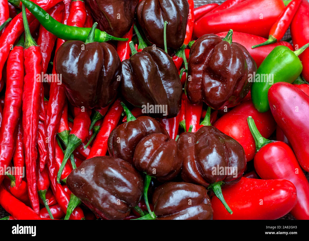 Chocolate Brown Habenetos, Cayenne, Fresno und jalapeno peppers Stockfoto