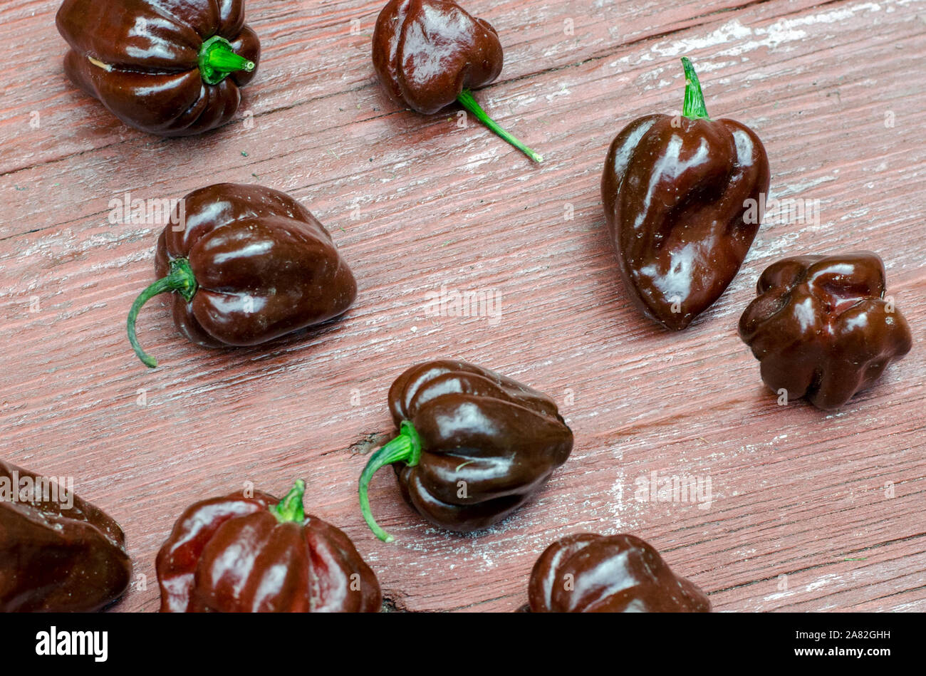 Chocolate Brown Habaneropfeffer auf einem Laufbelag Hintergrund Stockfoto