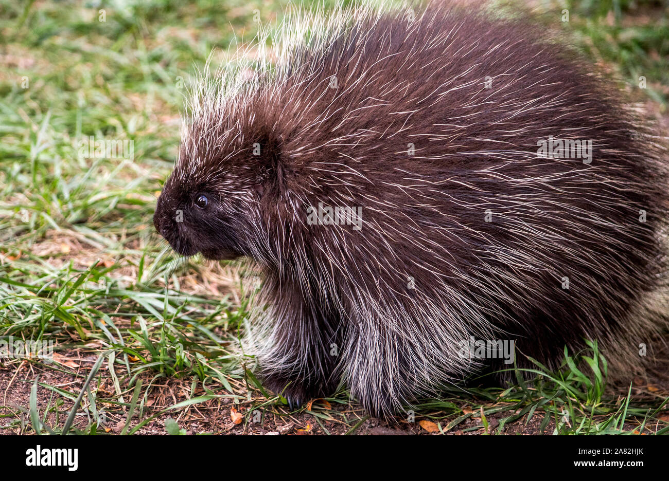 Chubby North American porcupine Stockfoto