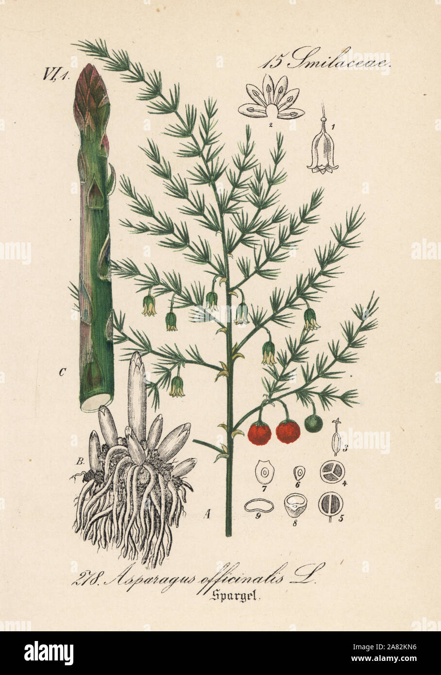 Spargel, Asparagus officinalis. Papierkörbe Lithographie von Diederich von Schlechtendal der Deutschen Flora (Flora von Deutschland), Jena, 1871. Stockfoto