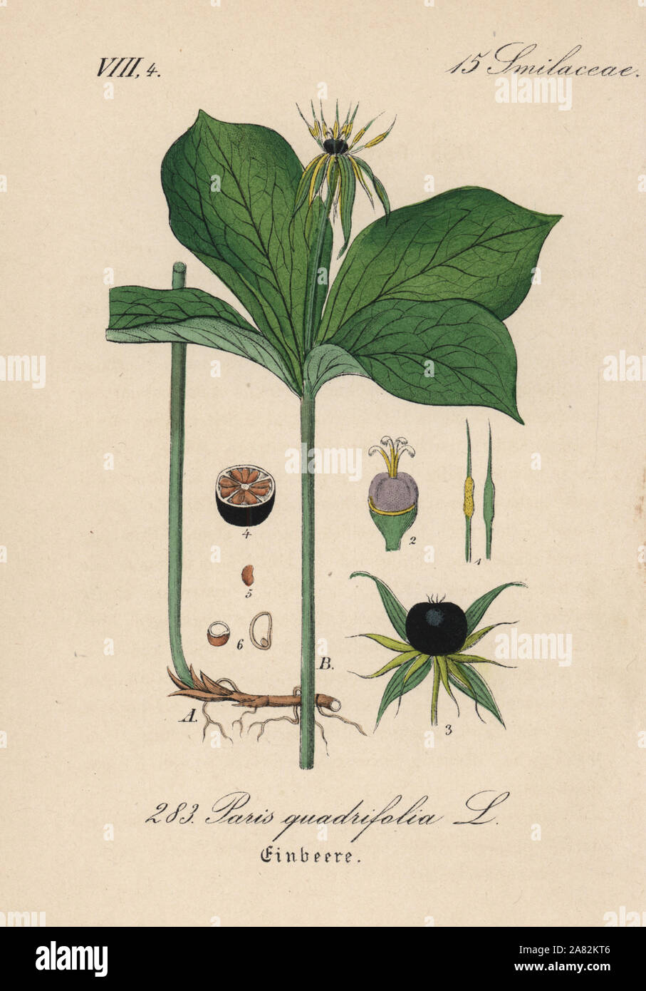 Kraut Paris, Paris quadrifolia. Papierkörbe Lithographie von Diederich von Schlechtendal der Deutschen Flora (Flora von Deutschland), Jena, 1871. Stockfoto