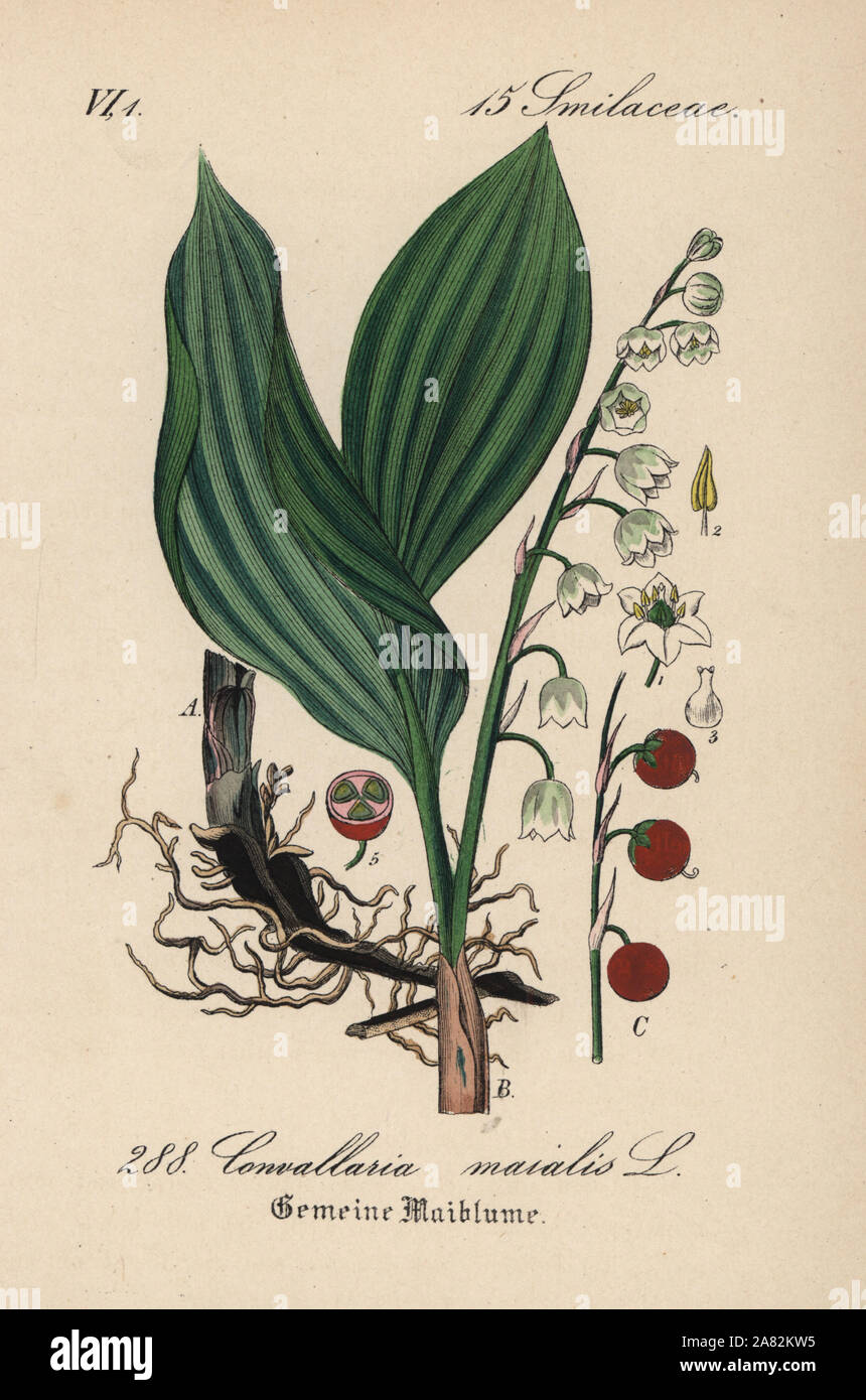 Maiglöckchen, Convallaria majalis. Papierkörbe Lithographie von Diederich von Schlechtendal der Deutschen Flora (Flora von Deutschland), Jena, 1871. Stockfoto