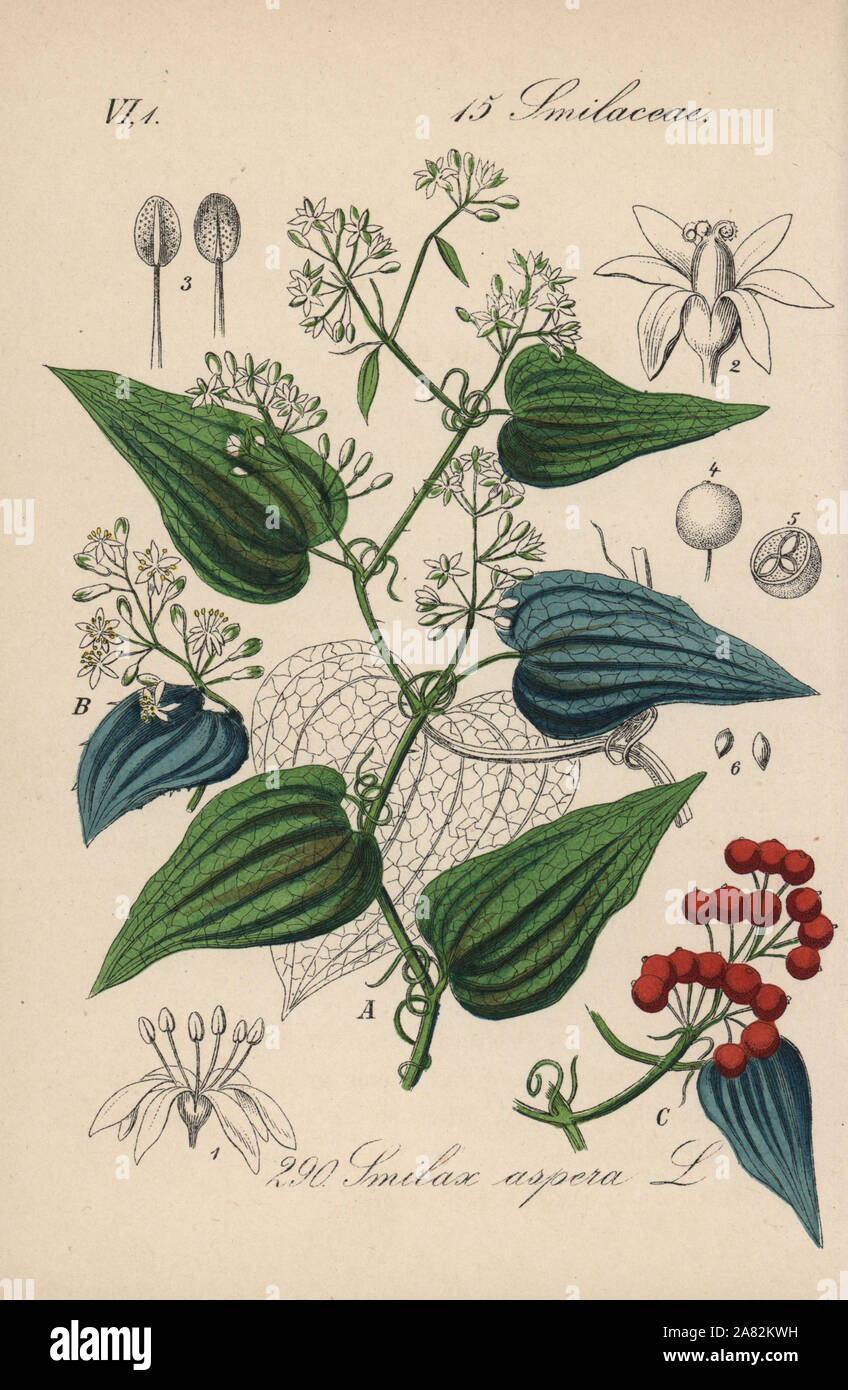 Grobe bindweed, Smilax aspera. Papierkörbe Lithographie von Diederich von Schlechtendal der Deutschen Flora (Flora von Deutschland), Jena, 1871. Stockfoto