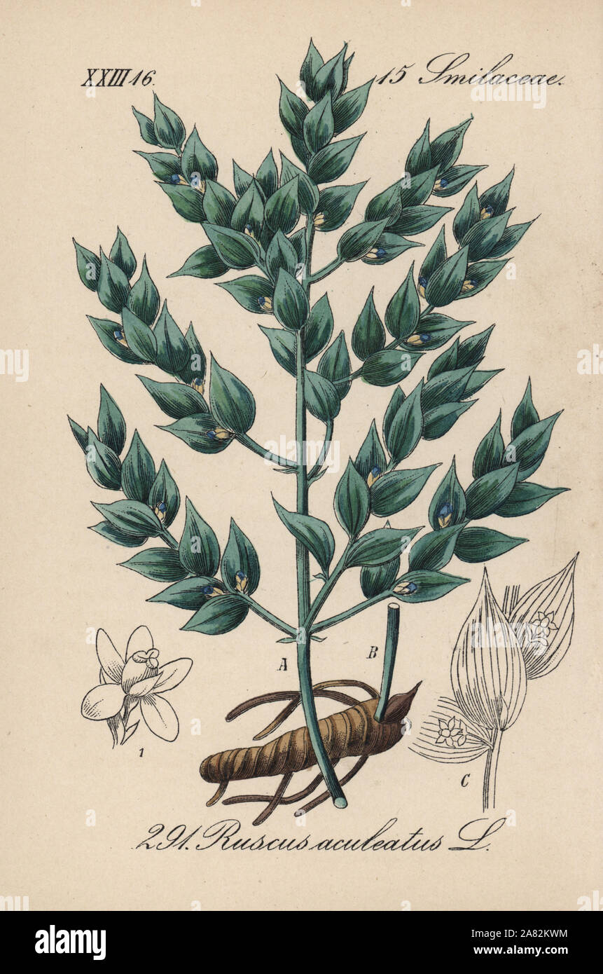 Mäusedorn, Ruscus aculeatus. Papierkörbe Lithographie von Diederich von Schlechtendal der Deutschen Flora (Flora von Deutschland), Jena, 1871. Stockfoto