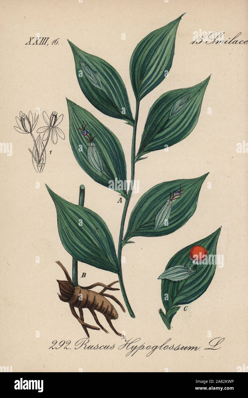 Maus Thorn, Ruscus hypoglossum. Papierkörbe Lithographie von Diederich von Schlechtendal der Deutschen Flora (Flora von Deutschland), Jena, 1871. Stockfoto
