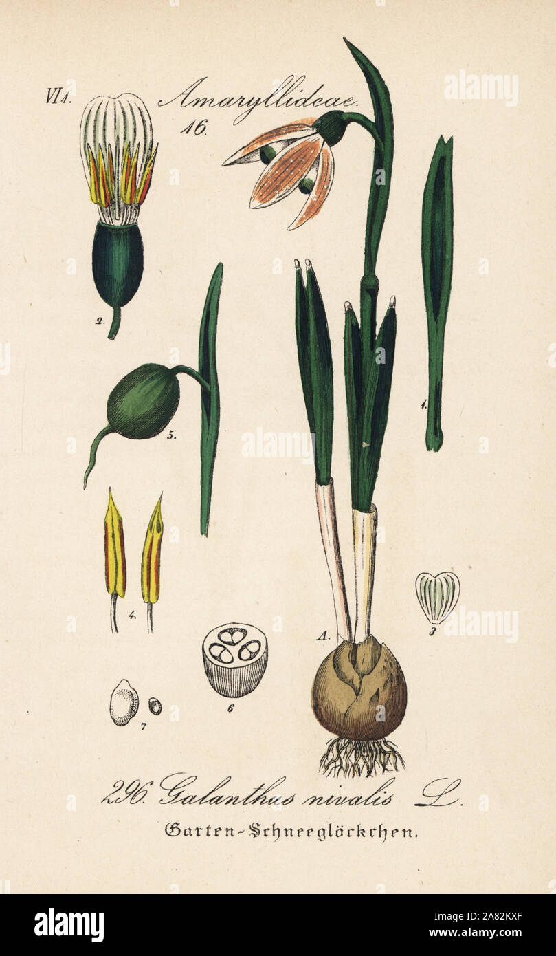 Schneeglöckchen, Galanthus nivalis. Papierkörbe Lithographie von Diederich von Schlechtendal der Deutschen Flora (Flora von Deutschland), Jena, 1871. Stockfoto