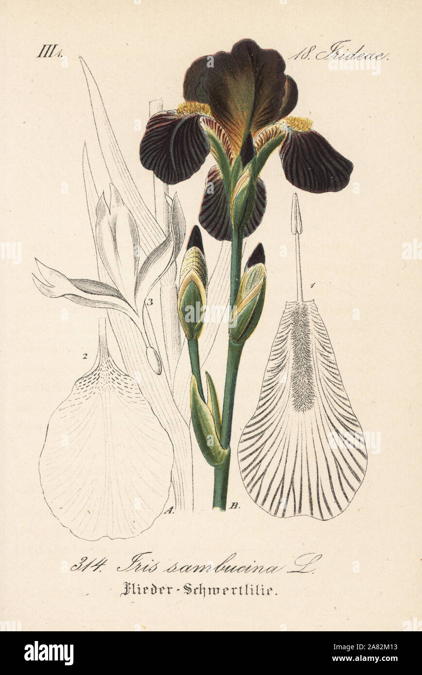 Iris sambucina. Papierkörbe Lithographie von Diederich von Schlechtendal der Deutschen Flora (Flora von Deutschland), Jena, 1871. Stockfoto