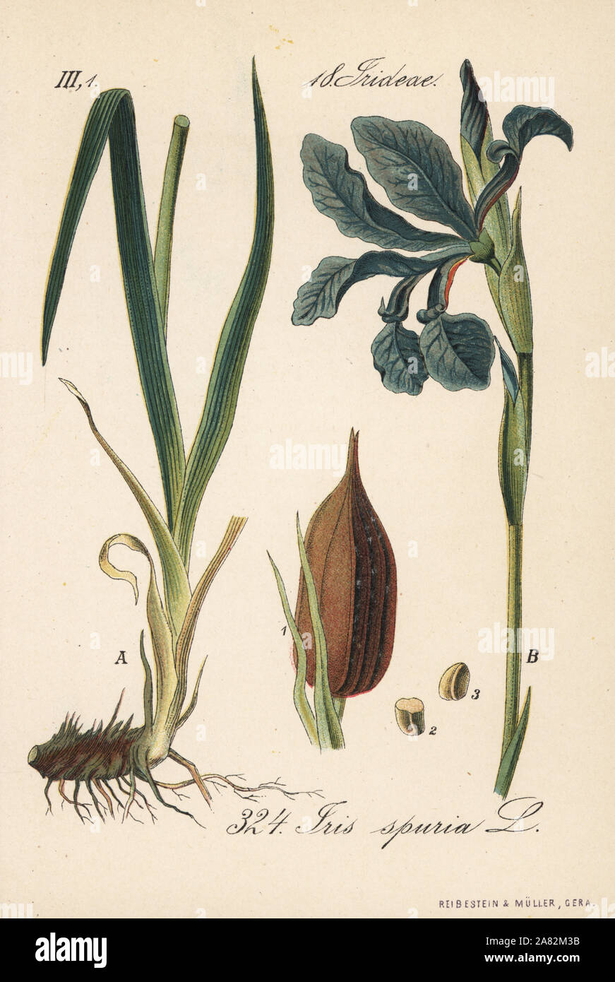 Bartlos Iris, Iris spuria. Papierkörbe Lithographie von Diederich von Schlechtendal der Deutschen Flora (Flora von Deutschland), Jena, 1871. Stockfoto