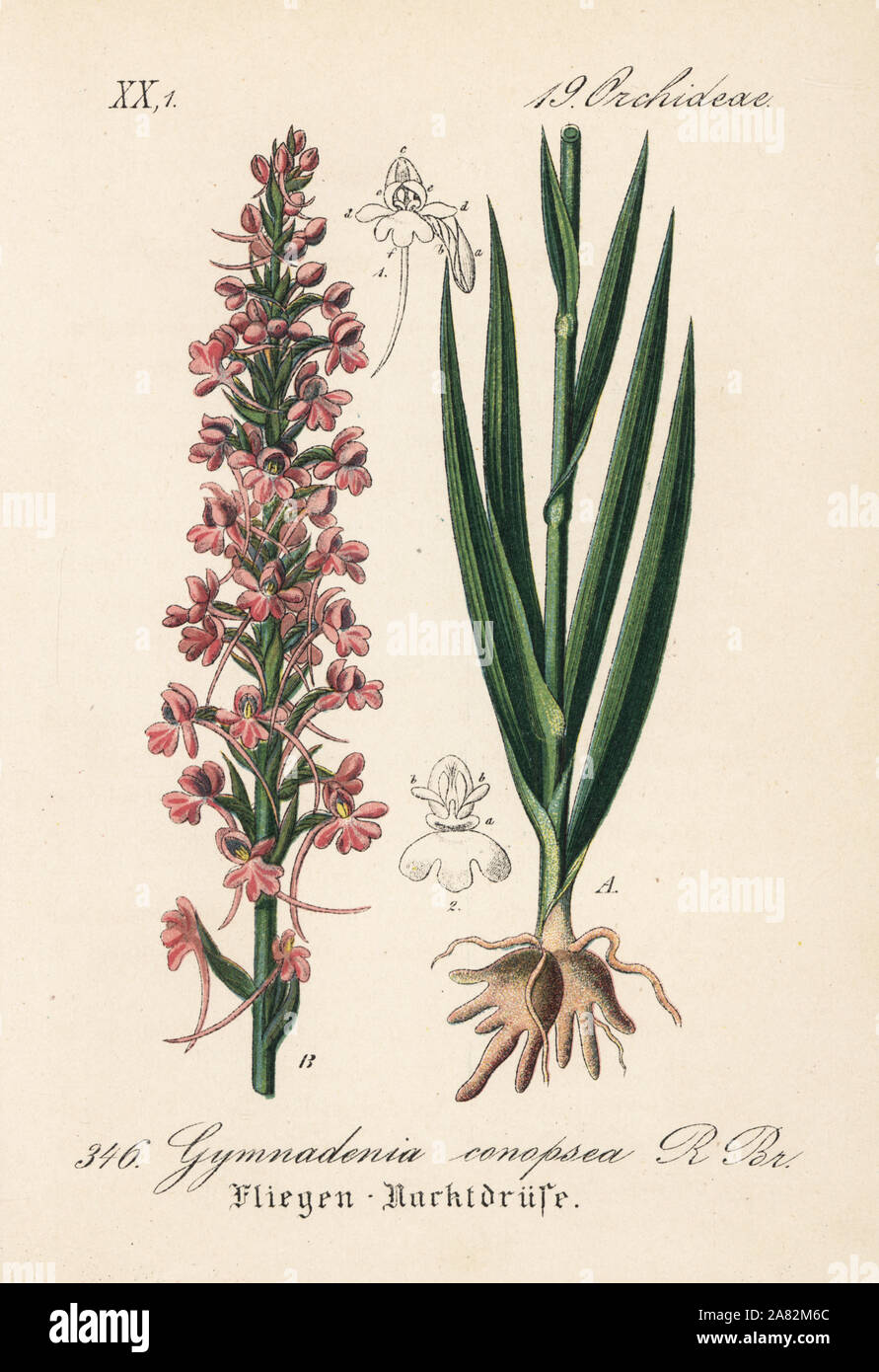 Duftende Orchidee, Gymnadenia conopsea. Papierkörbe Lithographie von Diederich von Schlechtendal der Deutschen Flora (Flora von Deutschland), Jena, 1871. Stockfoto