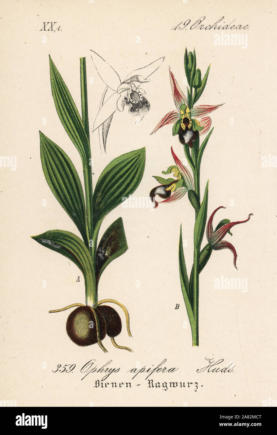 Bienen-ragwurz, Ophrys apifera. Papierkörbe Lithographie von Diederich von Schlechtendal der Deutschen Flora (Flora von Deutschland), Jena, 1871. Stockfoto