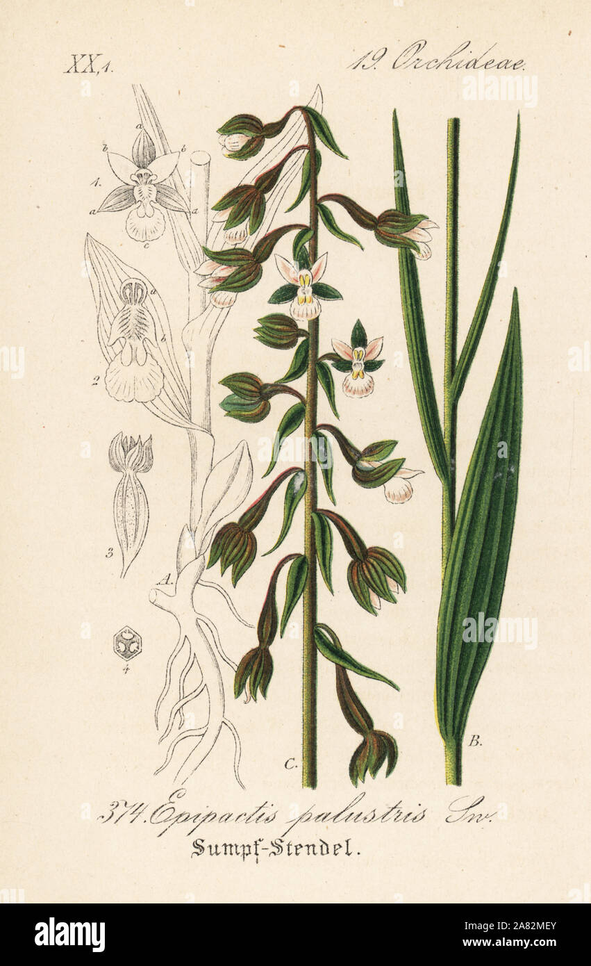 Marsh, helleborine Epipactis palustris. Papierkörbe Lithographie von Diederich von Schlechtendal der Deutschen Flora (Flora von Deutschland), Jena, 1871. Stockfoto