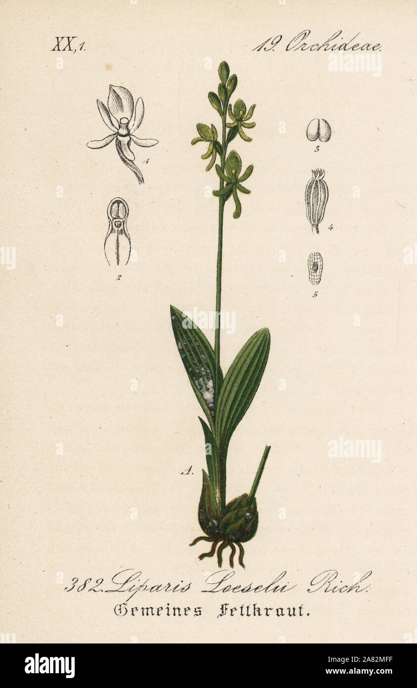Fen orchid, Liparis loeselii. Papierkörbe Lithographie von Diederich von Schlechtendal der Deutschen Flora (Flora von Deutschland), Jena, 1871. Stockfoto