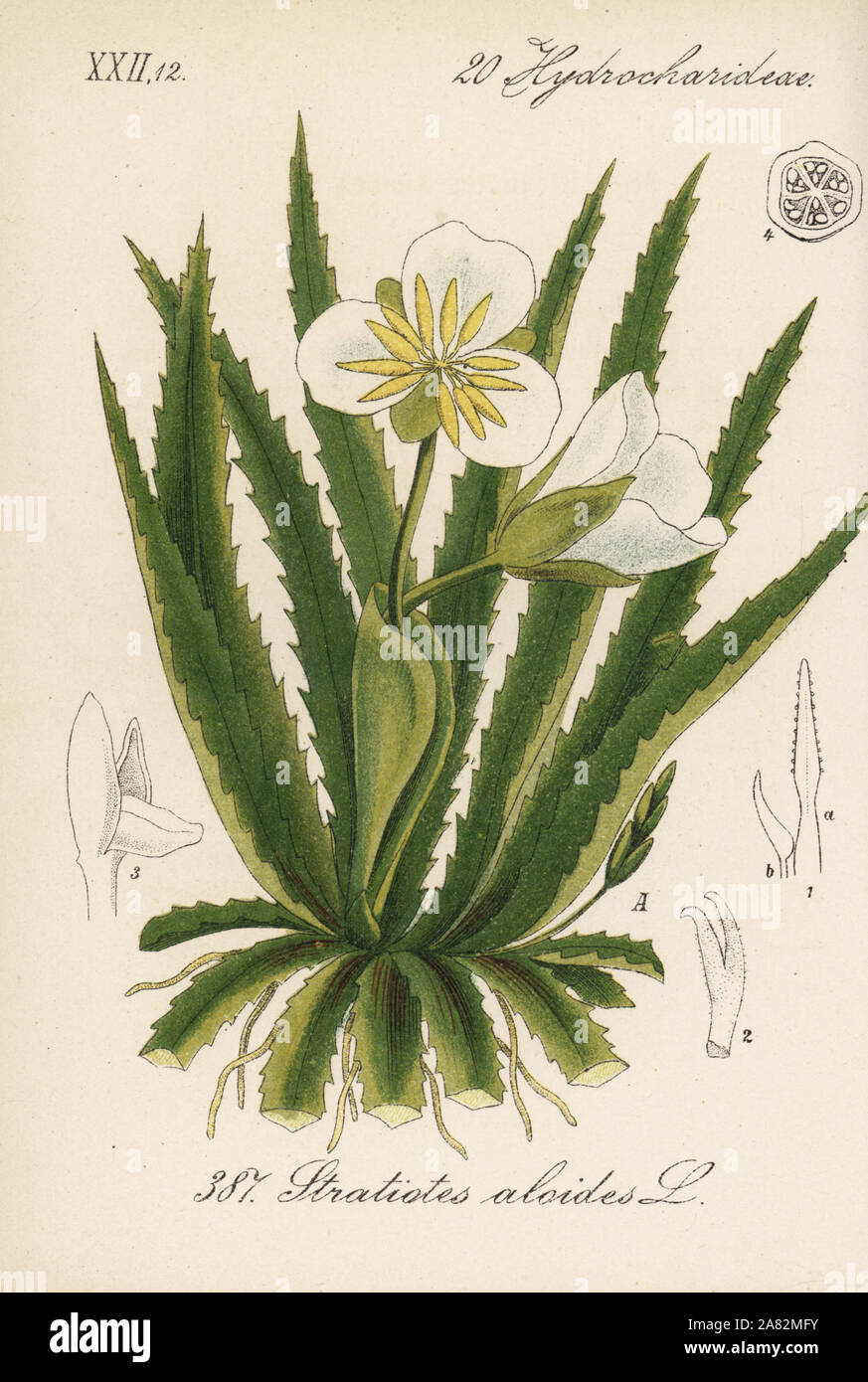 Stratiotes aloides Wasser Soldat. Papierkörbe Lithographie von Diederich von Schlechtendal der Deutschen Flora (Flora von Deutschland), Jena, 1871. Stockfoto