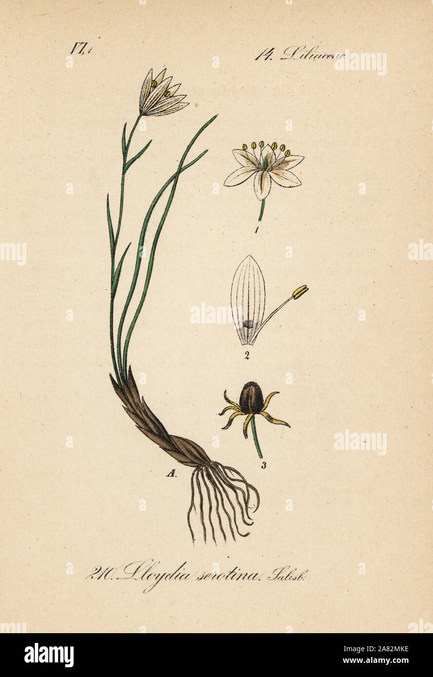 Snowdon Lily, Gagea serotina (Lloydia serotina). Papierkörbe Lithographie von Diederich von Schlechtendal der Deutschen Flora (Flora von Deutschland), Jena, 1871. Stockfoto