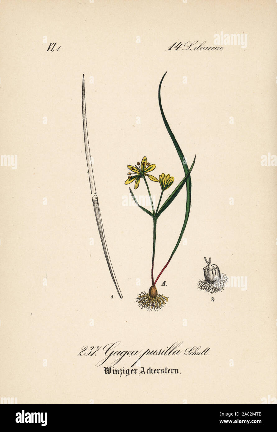 Gagea pusilla. Papierkörbe Lithographie von Diederich von Schlechtendal der Deutschen Flora (Flora von Deutschland), Jena, 1871. Stockfoto