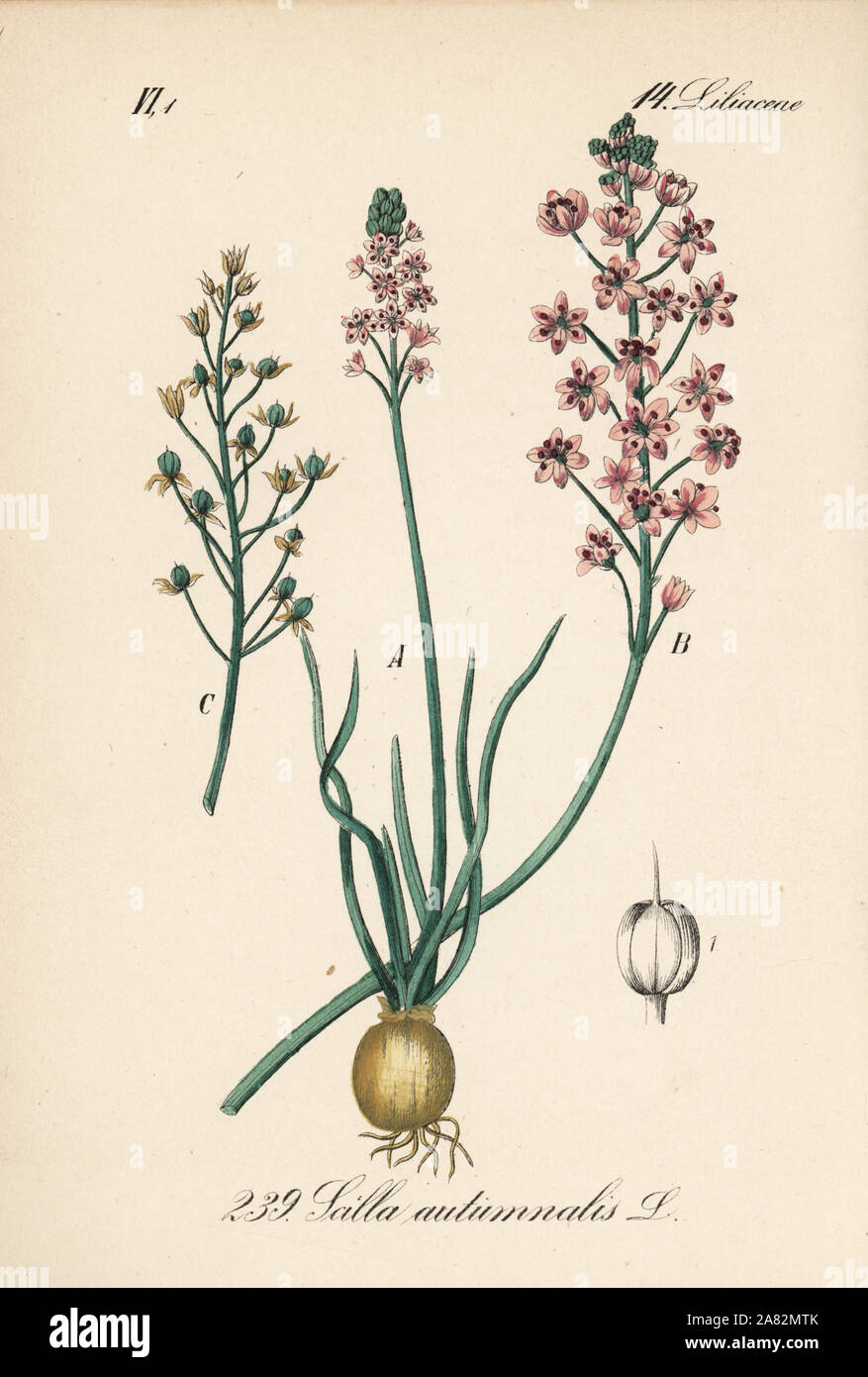 Prospero autumnale (Scilla autumnalis). Papierkörbe Lithographie von Diederich von Schlechtendal der Deutschen Flora (Flora von Deutschland), Jena, 1871. Stockfoto