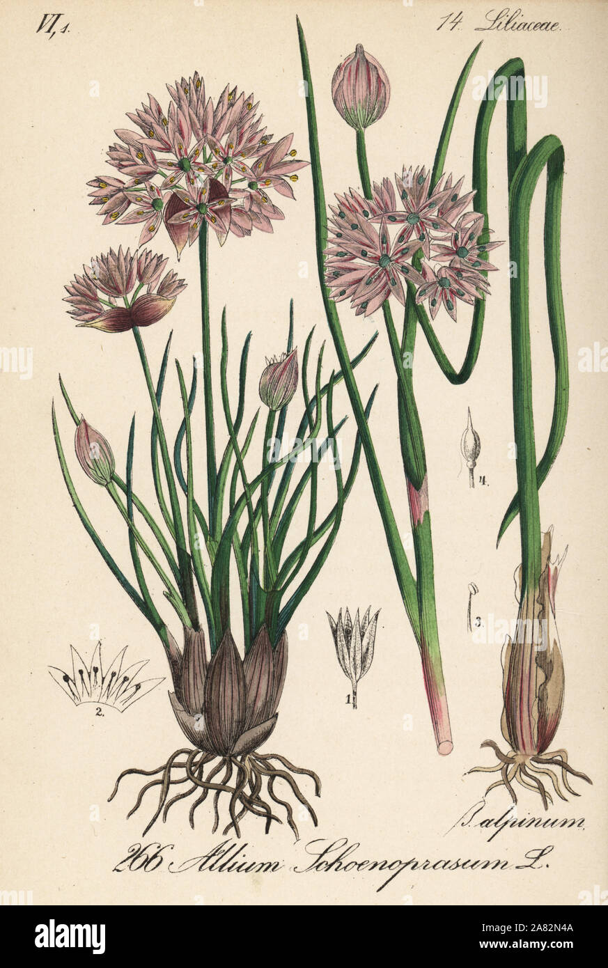 Schnittlauch, Allium schoenoprasum. Papierkörbe Lithographie von Diederich von Schlechtendal der Deutschen Flora (Flora von Deutschland), Jena, 1871. Stockfoto