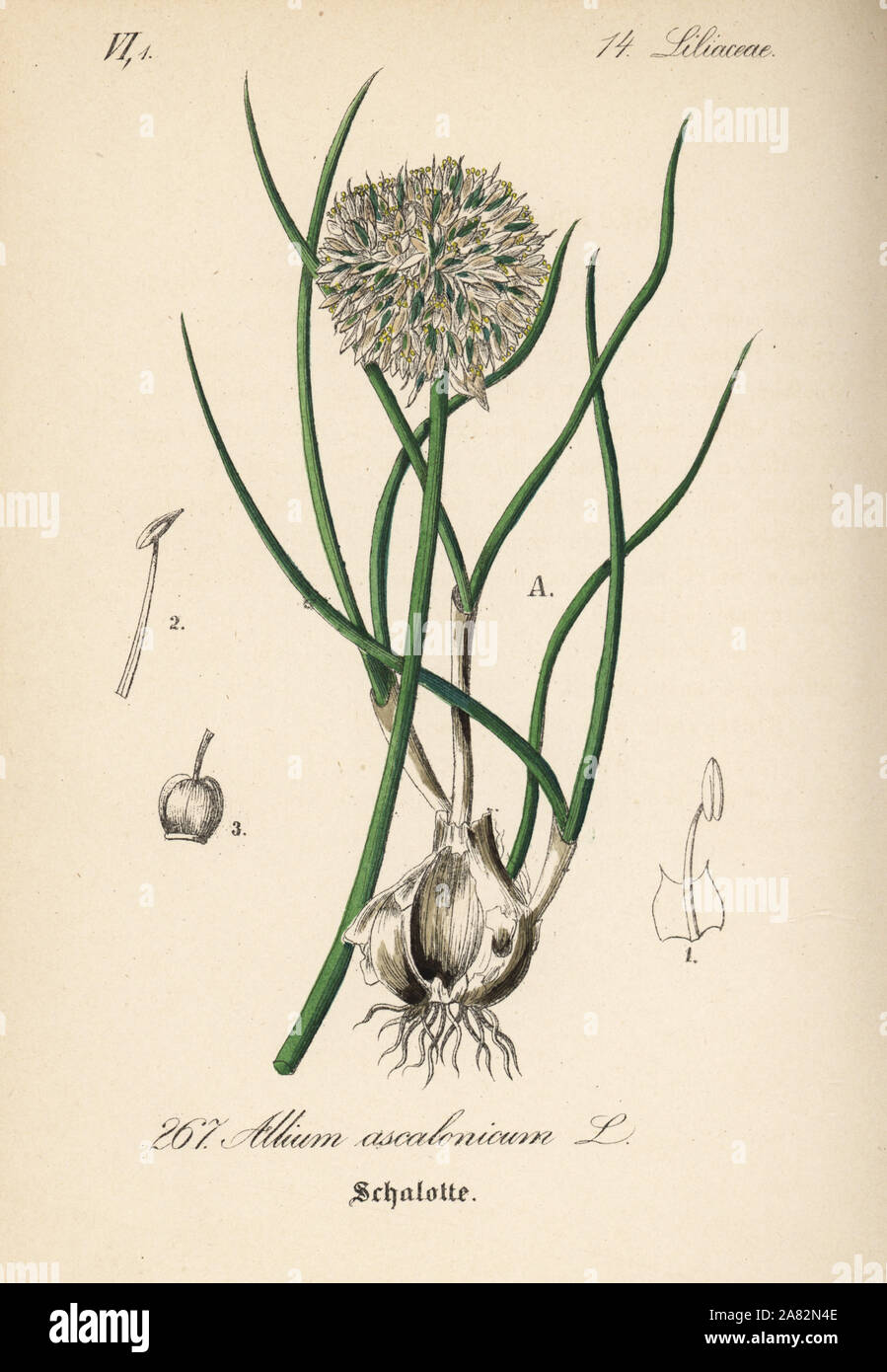Schalotten, Allium ascalonicum. Papierkörbe Lithographie von Diederich von Schlechtendal der Deutschen Flora (Flora von Deutschland), Jena, 1871. Stockfoto