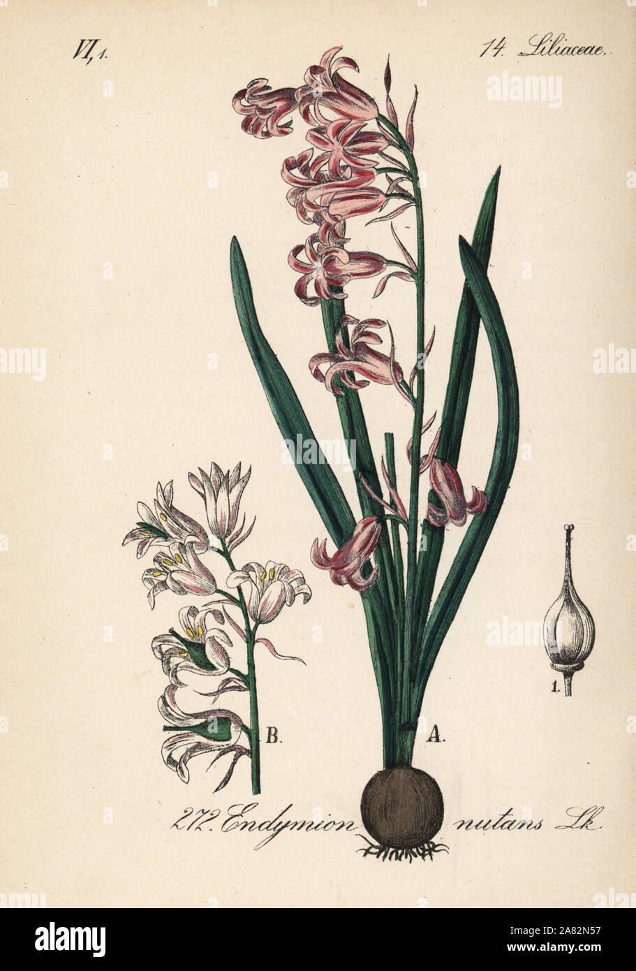 Gemeinsame bluebell, Hyacinthoides non-scripta (Endymion nutans). Papierkörbe Lithographie von Diederich von Schlechtendal der Deutschen Flora (Flora von Deutschland), Jena, 1871. Stockfoto