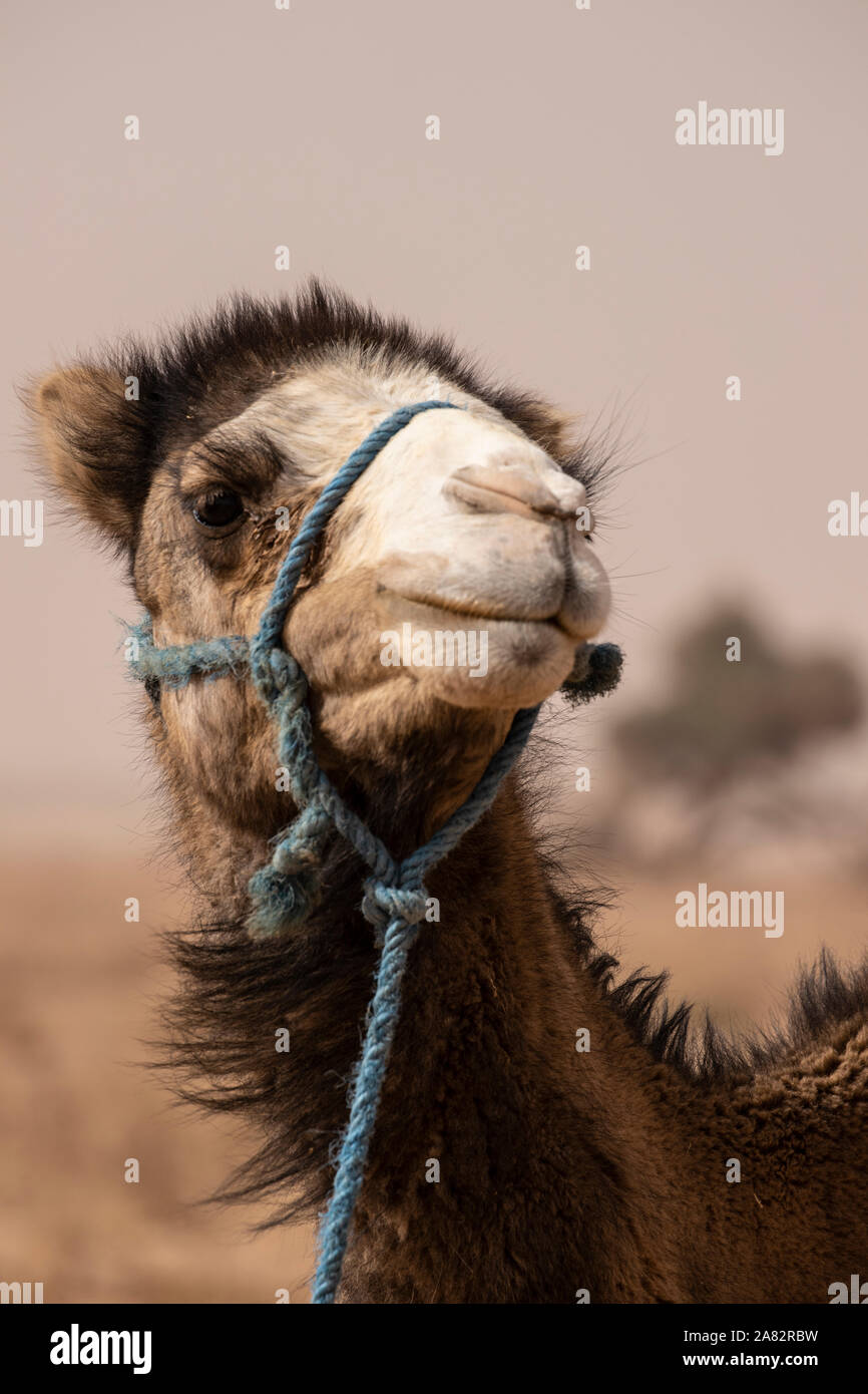 Die Kamele und die Wüste gehen Hand in Hand. Die mächtige Wüste Sahara ist, wo Sie viele finden Stockfoto