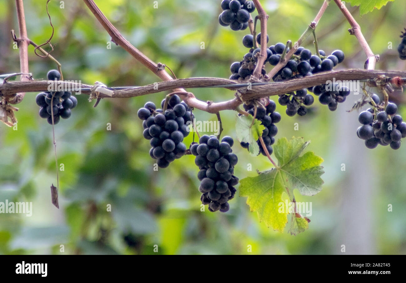 Michigan Trauben fett und saftig auf Reben in einem ländlichen North American Weingarten gewachsen Stockfoto