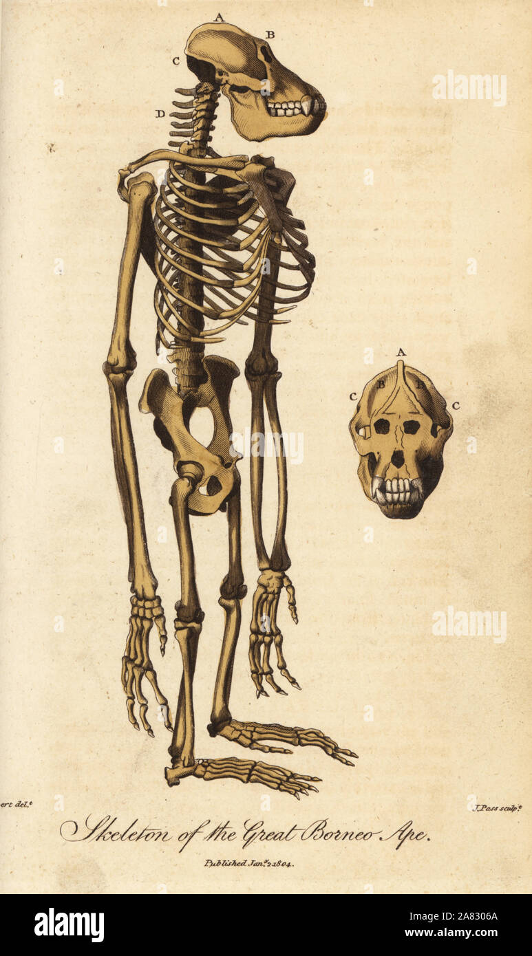 Skelett und Schädel des Bornesischen Orang-utan, Pongo pygmaeus. Gefährdet. (Tolle Borneo ape, Simia satyrus.) Papierkörbe Kupferstich von J.Pass nach einer Illustration von Jean Baptiste Audebert von Ebenezer vielleicht Universal's System der Natural History, London, 1804. Stockfoto