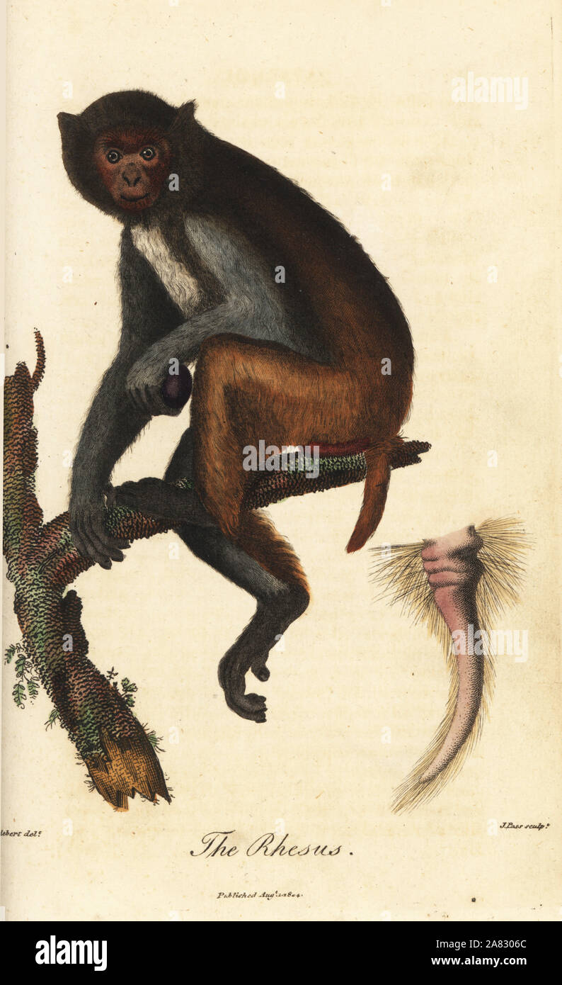 Rhesus Makaken, Macaca mulatta (Simia rhesusfaktor), und die Details von seinen unverwechselbaren Schwanz. Papierkörbe Kupferstich von J.Pass nach einer Illustration von Jean Baptiste Audebert von Ebenezer vielleicht Universal's System der Natural History, London, 1795. Stockfoto