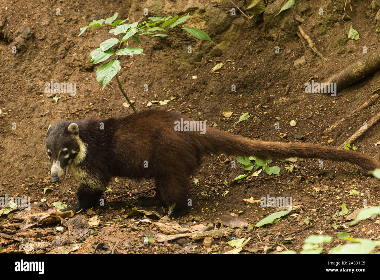 Ein erwachsener weiße Nase Nasenbär, Nasua narica, suchen nach Nahrung auf dem Waldboden in der Atitlan Nature Reserve in der Nähe von Panajachel, Guatemala. Stockfoto