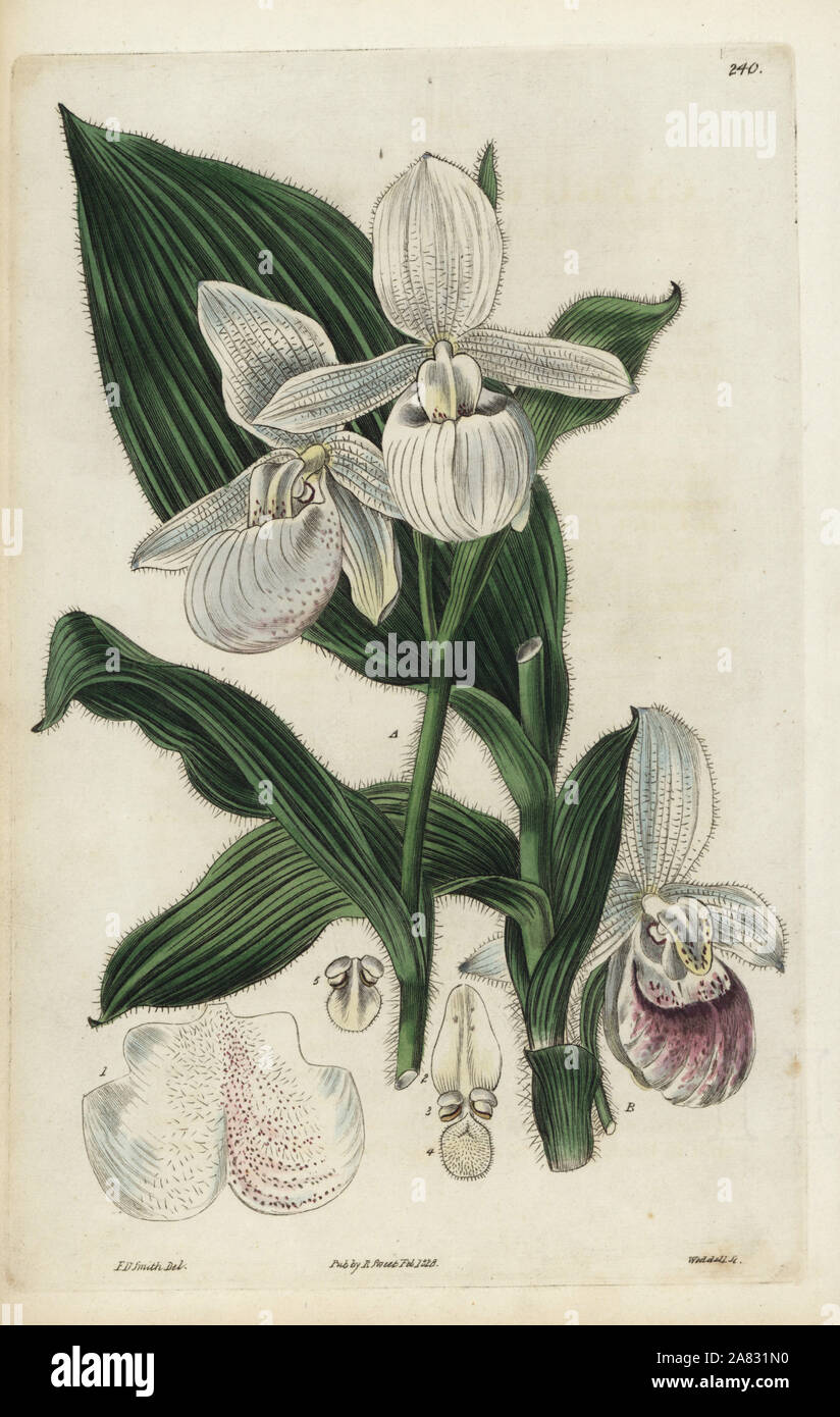 Die auffälligen Lady Slipper orchid, Cypripedium reginae (Cypripedium spectabile). Papierkörbe Kupferstich von Weddell nach einem botanischen Abbildung von Edward Dalton Smith von Robert Sweet der Britischen Blumengarten, Ridgeway, London, 1828. Stockfoto