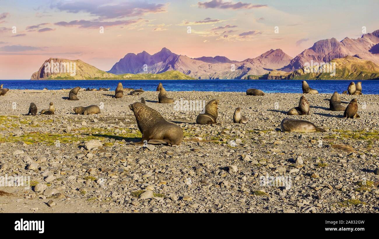 Remote South Georgia Island, Antarktische Pelzrobben (Arctocephalus gazella) auf einer Küste Strand, dramatische Berge und einen Sonnenuntergang im Hintergrund. Stockfoto