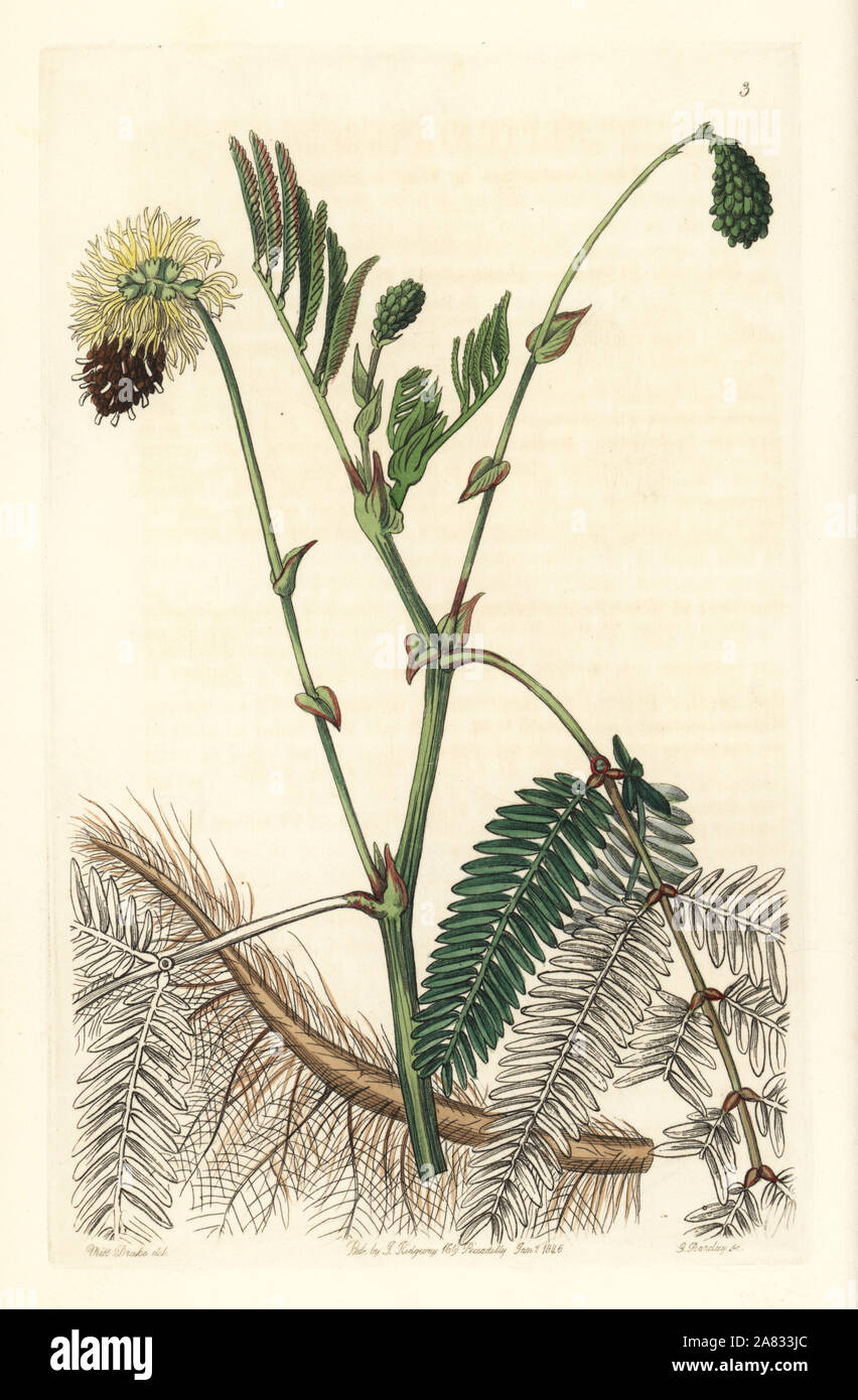 Doppelklicken gelbes Wasser empfindliche Pflanze, Neptunia Plena. Papierkörbe Kupferstich von George Barclay nach einer Abbildung von Miss Sarah Drake von Edwards' Botanische Registrieren, von John Lindley, London, Ridgeway, 1846 bearbeitet werden. Stockfoto