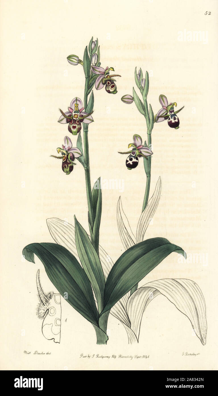 Woodcock Biene - Orchidee, Ophrys scolopax Subsp cornuta (Gehörnten ophrys, Ophrys cornuta). Papierkörbe Kupferstich von George Barclay nach einer Abbildung von Miss Sarah Drake von Edwards' Botanische Registrieren, von John Lindley, London, Ridgeway, 1846 bearbeitet werden. Stockfoto