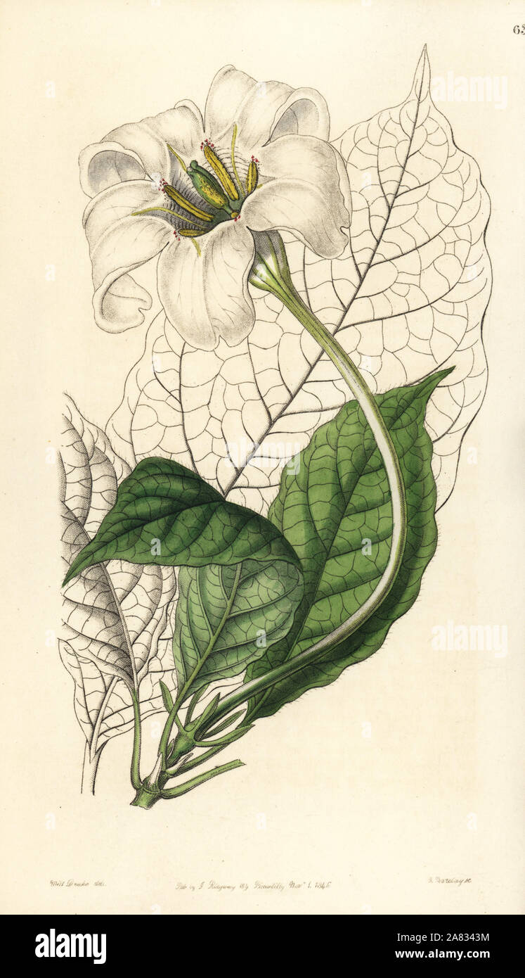 Engels Trompeten, Euclinia longiflora (Herzog von Devonshire gardenia, Gardenia devoniana). Papierkörbe Kupferstich von George Barclay nach einer Abbildung von Miss Sarah Drake von Edwards' Botanische Registrieren, von John Lindley, London, Ridgeway, 1846 bearbeitet werden. Stockfoto