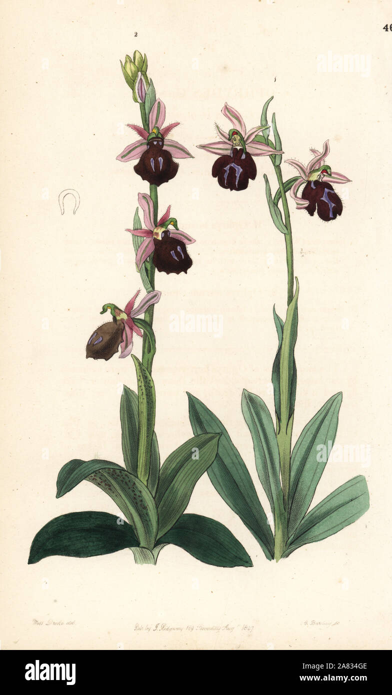 Griechische Orchideen: bumblebee Orchidee, Ophrys bombyliflora (Ophrys tabanifera) und Hufeisen Biene - Orchidee, Ophrys ferrum-equinum. Papierkörbe Kupferstich von George Barclay nach einer Abbildung von Miss Sarah Drake von Edwards' Botanische Registrieren, von John Lindley, London, Ridgeway, 1847 bearbeitet werden. Stockfoto