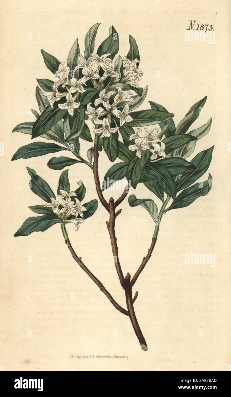 Altaische daphne Daphne altaica. Papierkörbe botanischen Kupferstich von weddell von John Sims Curtis's Botanical Magazine, Couchman, London, 1816. Stockfoto