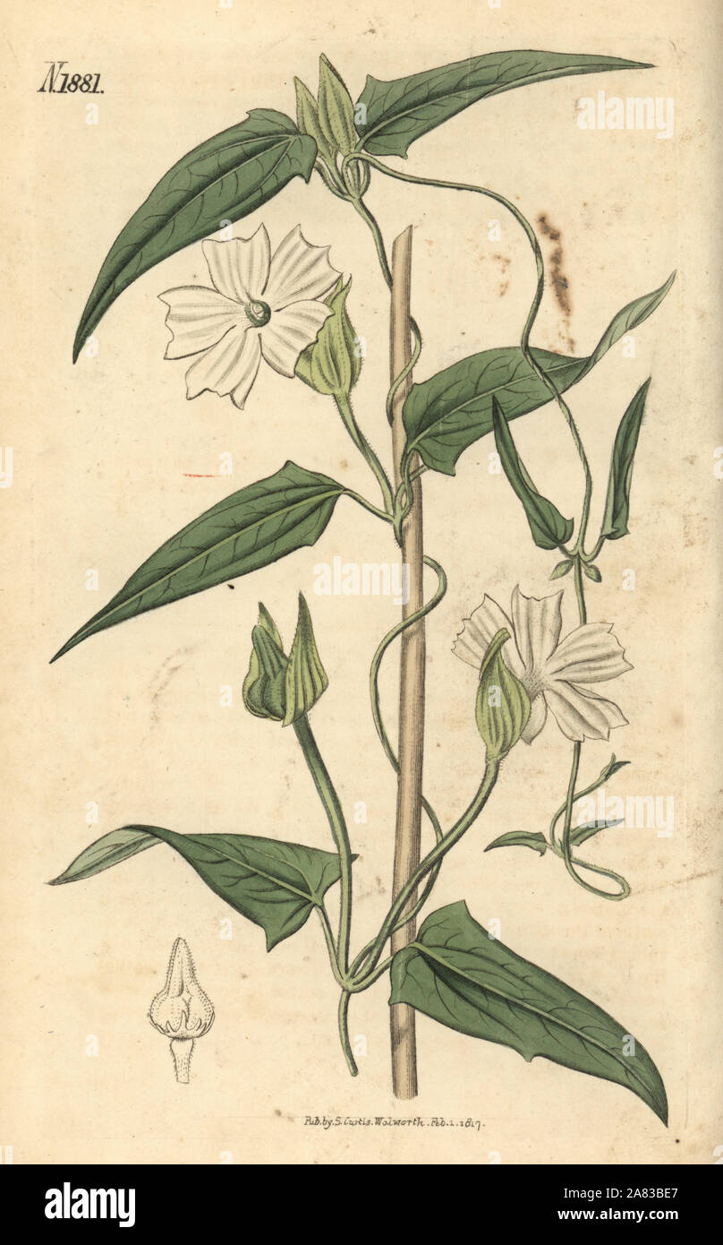 Twining thunbergia, Thunbergia fragrans. Papierkörbe botanischen Gravur von John Sims Curtis's Botanical Magazine, Couchman, London, 1816. Stockfoto
